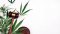 HHC legislation: what is coming and how will it affect the market?