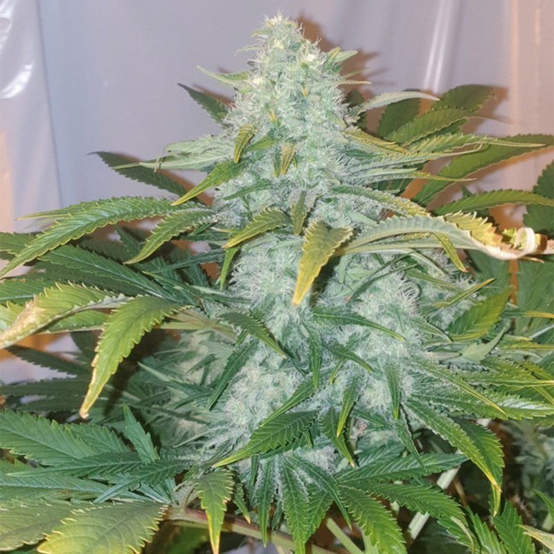 Silent Seeds Classic Cannabis Seeds Critical Mango Feminized