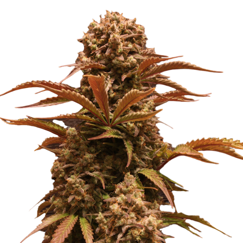 Doctor´s Choice Seeds Purple Ryder Auto Feminized