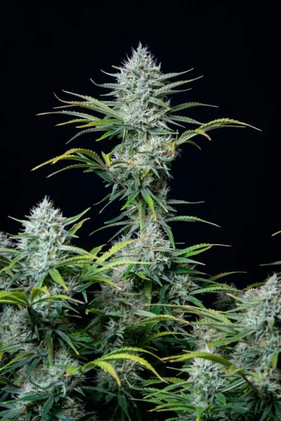 Fast Buds Cannabis Seeds White Widow Auto