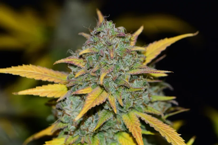 Fast Buds Cannabis Seeds Gelato Auto
