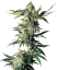 Sensi Seeds Cannabis Seeds Northern Lights® Regular, 10 pcs