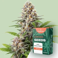 Canntropy Seeds Auto Gorilla Punch (Autoflowering)