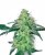 Sensi Seeds Cannabis Seeds White Skunk Regular by White Label, 10 pcs