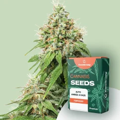 Canntropy Seeds Auto Amnesia Haze (Autoflowering)