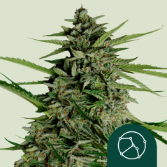 Royal Queen Seeds Kaņepju sēklas Orion F1 Auto