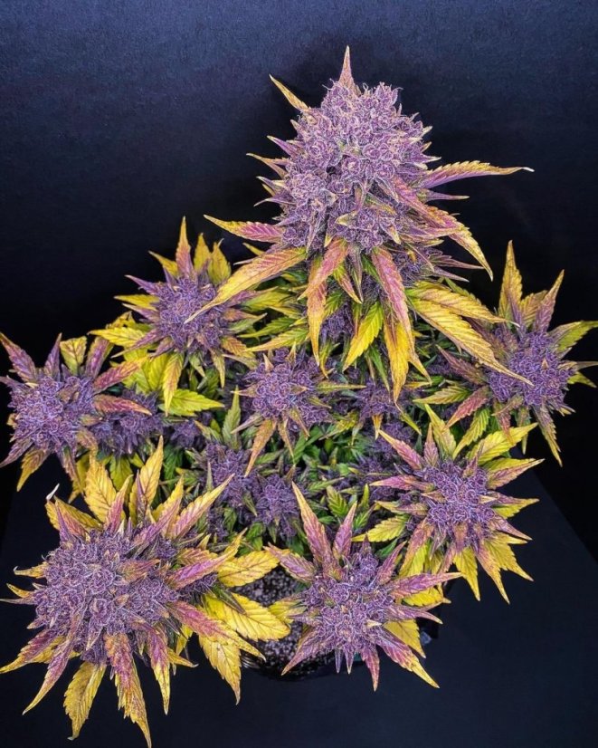 Fast Buds Cannabis Seeds Purple Lemonade Auto
