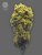 The Bulldog Seeds TB Strawberry Haze Auto, 3 and 5 pcs