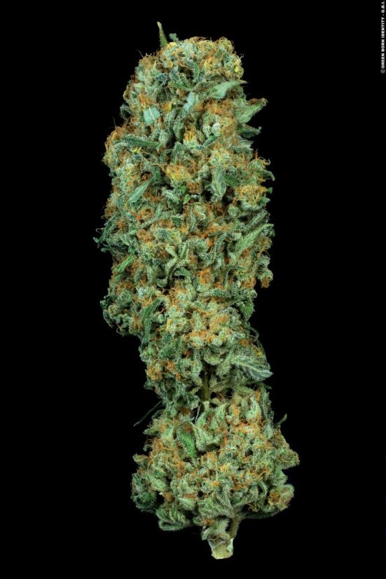 T.H.Seeds™ Kaņepju sēklas MK-Ultra™, dažādi iepakojumi, feminizēti
