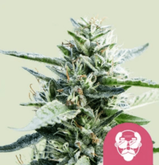 Royal Queen Seeds Cannabis Seeds Grandaddy Purple Feminized