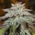 Silent Seeds Cannabis Seeds L.A. Vanilla Cake Auto Feminized