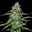 Royal Queen Seeds Cannabis Seeds Royal Gorilla Auto