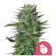 Royal Queen Seeds Cannabis Seeds Do-si-dos Feminized