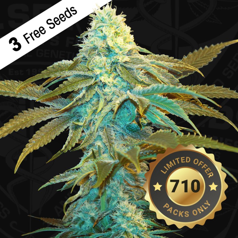 T.H.Seeds™ Cannabis Seeds Vanilla Sundae, various pack, feminized