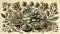 Kanna plant (Sceletium tortuosum), extract, Kanna powder, dried leaves