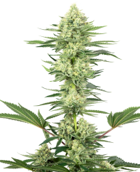 Sensi Seeds Cannabis Seeds White Gorilla Haze Feminized by White Label, 3-10 pcs