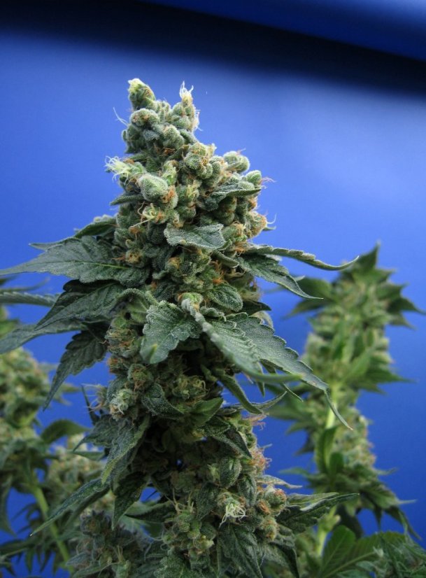 T.H.Seeds™ Kaņepju sēklas SAGE™'n Sour, dažādi iepakojumi, feminizēti