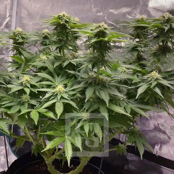 Blimburn Seeds Cannabis Seeds Girl Scout Cookies Feminized