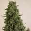 Doctor´s Choice Seeds Doctor's Choice #1 Auto Feminized