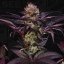 T.H.Seeds™ Cannabis Seeds French Macaron, various pack, feminized