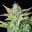 Royal Queen Seeds Cannabis Seeds Quick One Auto