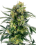 Sensi Seeds Cannabis Seeds Blueberry Zkittlez Automatic Feminized, 3-10 kpl