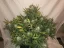 Fast Buds Cannabis Seeds Gorilla Glue Auto