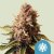 Royal Queen Seeds Semi di Cannabis Euphoria Femminizzati (Alto CBD)