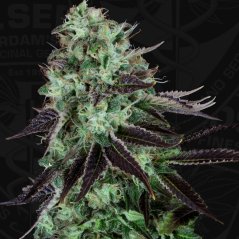 T.H.Seeds™ Cannabis Seeds Darkstar™, dažāds iepakojums, parastais