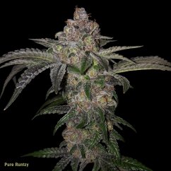 T.H.Seeds™ Cannabis Seeds Pure Runtzy, various pack, feminized