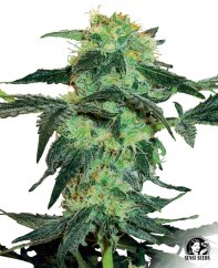 Sensi Seeds Kaņepju sēklas White Ice Regular ar White Label, 10 gab.