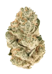 Fast Buds Cannabis Seeds Gorilla Melon Feminized
