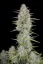 Fast Buds Cannabis Seeds Wedding Cheesecake Auto