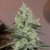 Silent Seeds Classic Cannabis Seeds Original Amnesia Feminized
