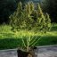 Royal Queen Seeds Cannabis Seeds Royal Gorilla Auto