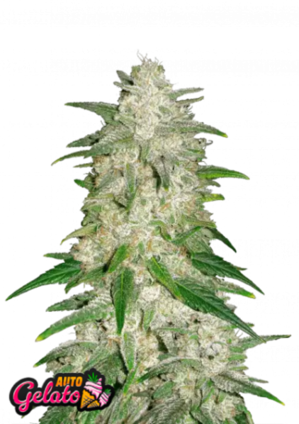 Fast Buds Cannabis Seeds Gelato Auto