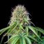 Royal Queen Seeds Cannabis Seeds Royal CBG Auto (augsts CBD)