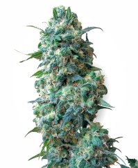 Sensi Seeds Cannabis Seeds Afghan Kush Regular by White Label, 10 pcs