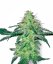 Sensi Seeds Cannabis Seeds White Skunk Regular ar White Label, 10 gab.
