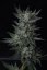 T.H.Seeds™ Cannabis Seeds Auto Bubblegum, various pack, feminized