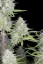 Fast Buds Cannabis Seeds Wedding Cheesecake Auto