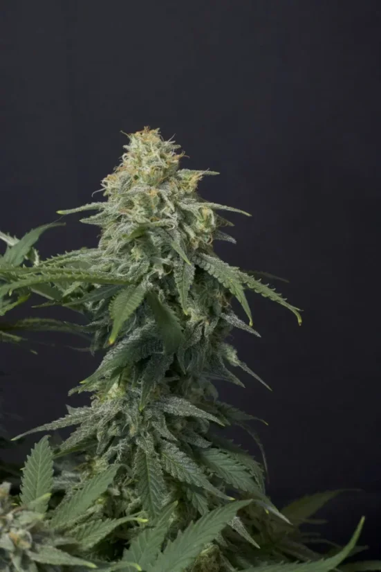 Fast Buds Cannabis Seeds Wedding Cheesecake FF
