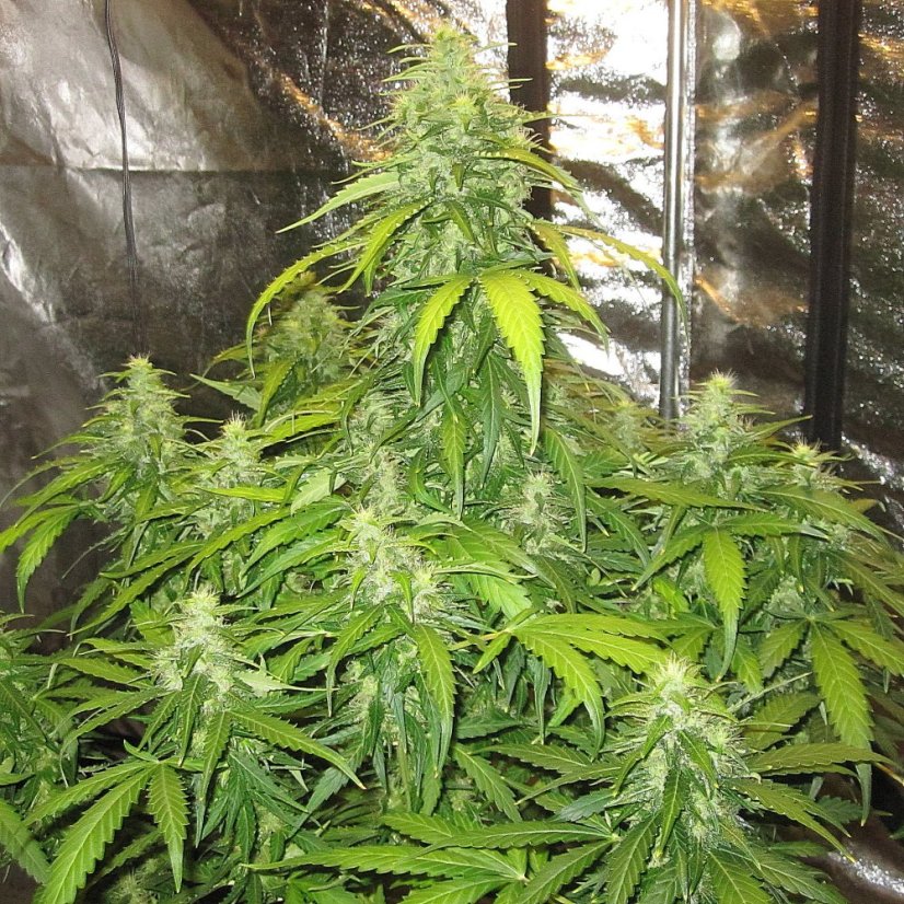 Doctor´s Choice Seeds Devotchka Auto Feminized