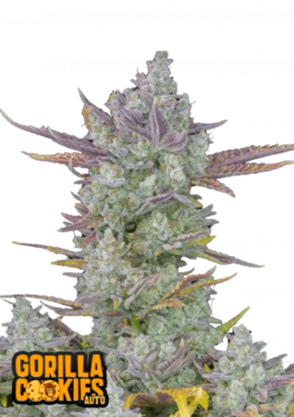 【ぶりぶり君 BUDS】3g CRDH 300mg OGKUSH ＋ Buy Blueberry Cruffin 3.5g Buds | 3.5g | Garden Greens