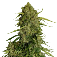 Royal Queen Seeds Cannabis Seeds Atlas F1 Auto