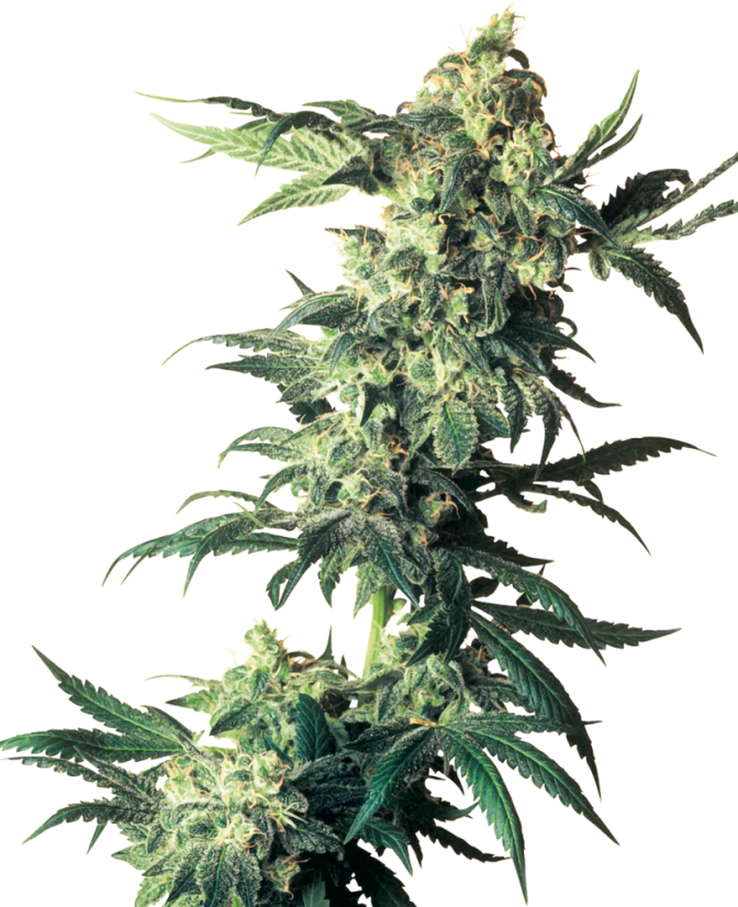 Sensi Seeds Cannabis Seeds Northern Lights® Feminized, 3-10 pcs