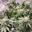 Blimburn Seeds Cannabis Seeds Girl Scout Cookies Feminized