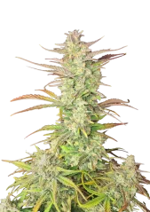 Fast Buds Cannabis Seeds Z-Up Autoflowering