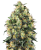 Sensi Seeds Семена от канабис Super Skunk Automatic® Feminized, 3-10 бр.