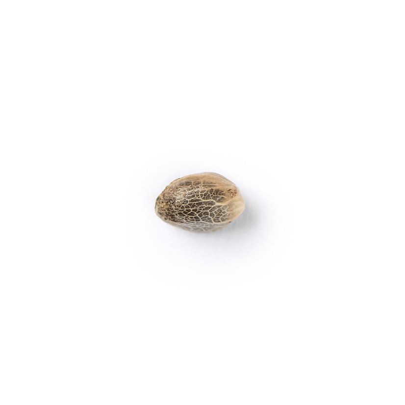 The Bulldog Seeds TB Lemon Haze Auto, 3 un 5 gab